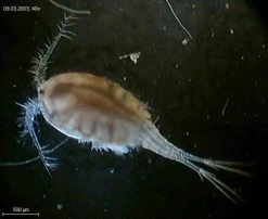 Two Little Fishies PhytoPlan - 30 G