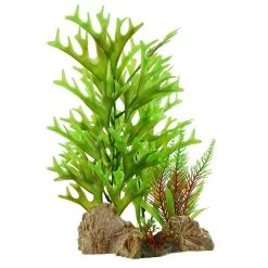 Underwater Treasures Caulerpa On Rock