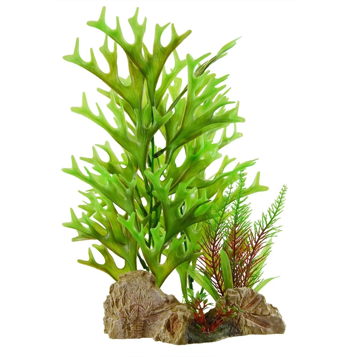 Underwater Treasures Caulerpa On Rock 1 Underwater Treasures Caulerpa On Rock