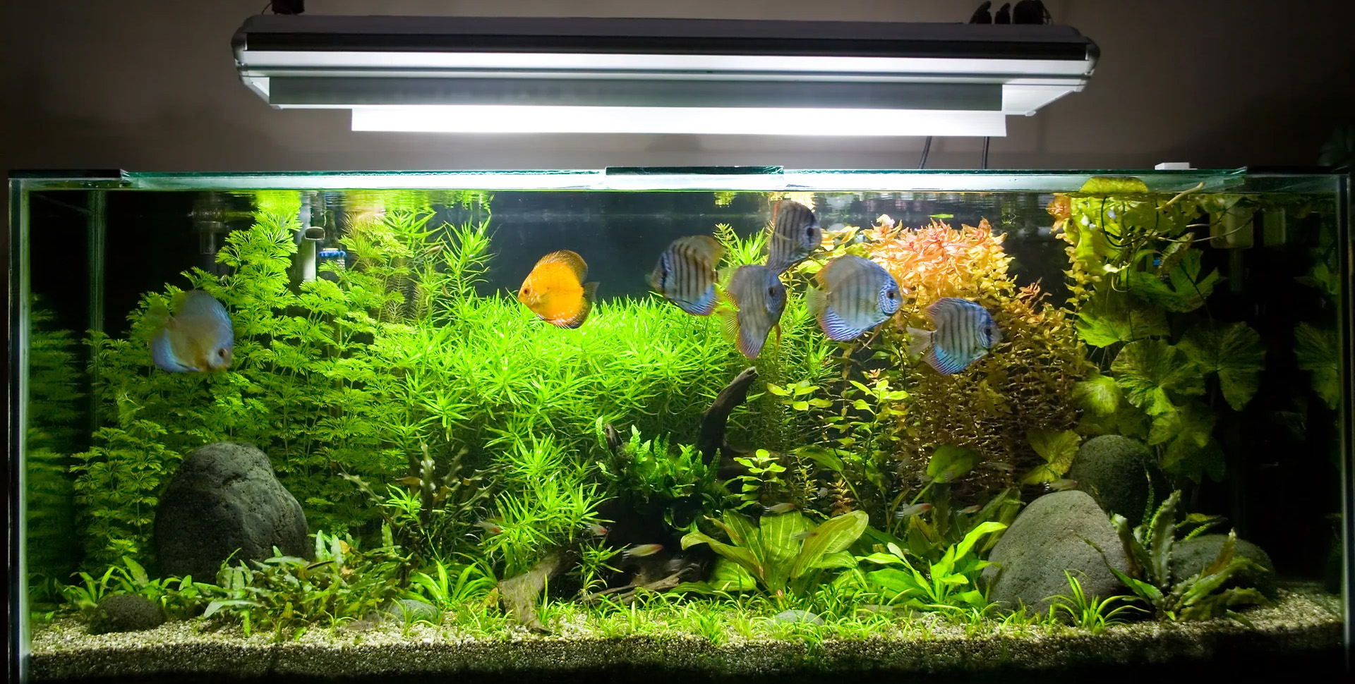 Fish Supplies Store -Fish Supplies Store 1